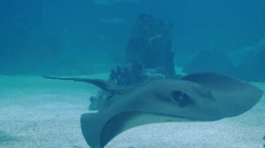 Derin mavi bir akvaryumun dibinde süzülen bir vatoz manzarası. Görüntü, vatozun sualtı ortamındaki sakin ve zarif hareketlerini yakalar..