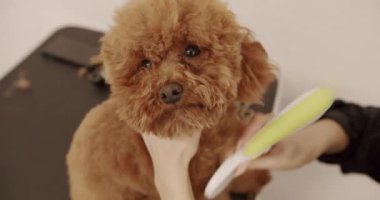 Profesyonel evcil hayvan tımarcısı makasıyla sevimli köpek tıraşı yapıyor. Kadın kuaförde kuaförlük yapıyor. Bakım salonu. Komik köpek sakince kuaförde oturdu..