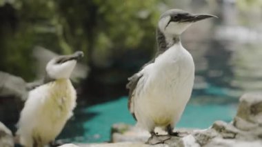 Doğal ortamlarında yemyeşil bir çevreye sahip bir su kütlesinin yanında yakalanan iki penguen. Doğal Yaşam Alanında Suya Yakın Poz Veren İki Penguen