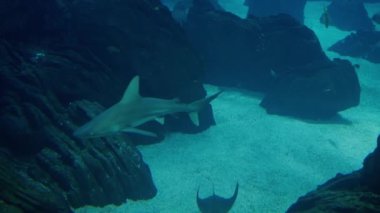 Köpekbalığı, deniz yaşamının huzur ve ihtişamını tasvir eden kaya oluşumları ve kumlu diplerle dolu bir sualtı sahnesinde zarifçe yüzüyor. Kaya ve Kum ile Sualtı Sahnesinde Köpekbalığı Yüzüyor