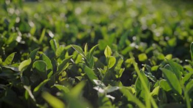 Canlı yeşil çay yapraklarının yakın plan görüntüsü yumuşak güneş ışığında güneşlenerek huzurlu bir Portekiz çay bahçesinin özünü yakalıyor. Yemyeşil Çay Yaprakları Arasında Güneş Işığı Filtresi