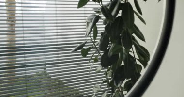 Modern bir ev ortamında, sakin ve minimalizmin altını çizerek pencere perdelerine ve yemyeşil bir bitkiye yakından bakmak. Pencere Perdeleri ve Yeşil Santralle Modern Ev İçi