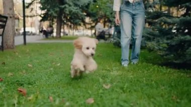 Küçük, tüylü bir köpek parkta bir top yakalar. Köpek topa doğru koşar ve topu alır. Köpek yakalamaca oynamaktan mutlu. Bu neşeli sahne neşe ve eğlenceyi çağrıştırıyor..