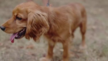 Tasmalı şirin altın Cocker Spaniel köpek yavrusu parkta yürümekten hoşlanıyor. Tapılası köpek doğayı keşfeder ve dışarıda eğlenir. Hayvan, hayvan ve yaşam tarzı projeleri için mükemmel. Cocker Spaniel Köpek