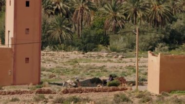 Faslı iki kadın, Fas 'ın kırsal bir köyünde eşeklerinden bir tomar ot boşaltıyor. Palmiye ağaçları ve Fas mimarisi Kuzey Afrika çölünde sakin bir manzara yaratıyor..