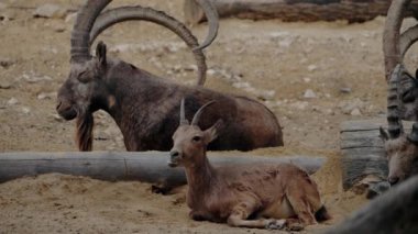 Daghestan Turs olarak da bilinen Doğu Kafkas Türklerinden oluşan bir grup, güneşli bir hayvanat bahçesinde dinlenip dinleniyorlar. Etkileyici boynuzlarıyla keçiler, sağlanan kum ve ahşap odunların tadını çıkarıyorlar.
