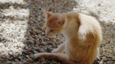 Güneşli bir günde küçük bir kızıl ve beyaz kedi yavrusu gölgede çakılların üzerinde oturur. Yavru kedi yavaş çekimde merakla etrafına bakıyor..