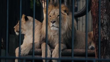 Aslan ve dişi aslan hayvanat bahçesinde rahatlar. Görkemli hayvanlar parmaklıkların arkasındaki ahşap kirişe uzanmış yatıyorlar. Yoldan geçen ziyaretçilere sakince bakıyorlar..