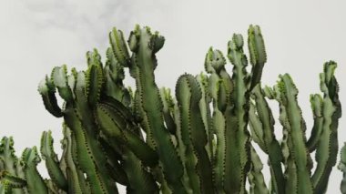 Fas 'taki büyük yeşil bir kaktüs bitkisinin yakın görüntüsü, kolları bulutlu bir gökyüzüne doğru uzanıyor. Eşsiz bitki, kurak arazideki esnekliğin bir sembolü olarak dimdik ayakta duruyor. Doğa için harika.,