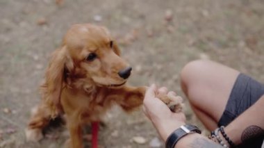 Dövmeli bir adam küçük altın bir köpeği evcilleştirir. Köpek patisini adama veriyor ve elini yalıyor. Adam ve köpek parkta birbirlerine eşlik ederek eğleniyorlar. Altın Cocker Spaniel Köpek.