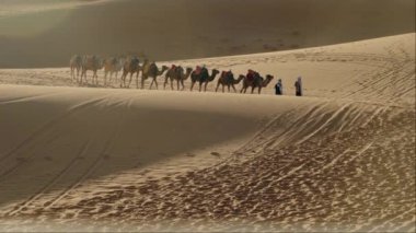 Deve kervanı gün doğumunda Sahra Çölü 'nü geçiyor. Geleneksel bir deve kervanı Sahra Çölü 'nün engin genişliğini aşıyor. Güneşin doğuşunun ılık parıltısı