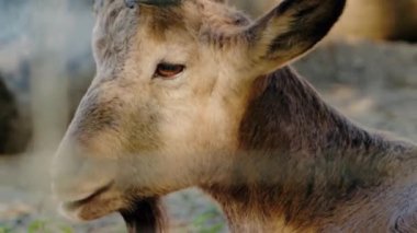 Hayvanat bahçesindeki tel örgülerin arkasındaki Markhor keçilerinin yakın çekimi. Keçi yiyeceğini çiğner, etrafına bakar ve çevresiyle etkileşime girer. Boynuzları ve yüz hatları açıkça görülüyor..