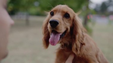 Şirin bir İngiliz Cocker Spaniel köpeğinin, sahibine bakışı. Yavru köpek dili takılıyor, mutlu bir şekilde nefes alıyor. Bu iç açıcı sahne, insanlar ve köpek dostları arasındaki bağı yakalar.