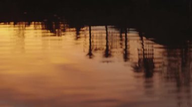 Altın gün batımı, ağaçların gölgeleriyle sakin sulara yansıyor. Huzurlu ve huzurlu doğa sahnesi. Seyahat, rahatlama ya da doğa belgeselleri için idealdir. Karanlık, alacakaranlık, akşam, turuncu, yansıma,