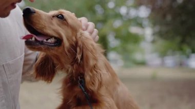 Şirin, altın renkli bir Cocker Spaniel köpeği, sahibinin parktaki sevgisinden zevk alır. Adam nazikçe yavru köpeklerin kafasını okşar, insan ve hayvan arasında iç açıcı bir bağlantı sahnesi yaratır..