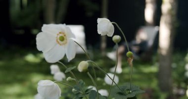 Genç bir kadın bahçede sakin ve dinlendirici bir anın tadını çıkarıyor, yemyeşil çiçekler ve ağaçlarla çevrili bir sandalyede oturuyor, doğal bir ortamda sükunet ve rahatlığı tasvir ediyor. Huzurlu Gün