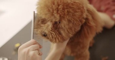 Groomer yavru köpek saçlarını tarıyor. Profesyonel evcil hayvan tımarcısı makasıyla sevimli köpek tıraşı yapıyor. Şirin köpek saçını kestiriyor..