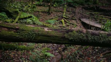 Arka planda kırsal ahşap bir köprü bulunan gür ve sık bir ormanda yosun kaplı bir ağaç. Doğa, sükunet ve orman temaları için mükemmel..