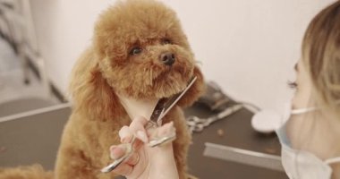 Groomer yavru köpek saçlarını tarıyor. Profesyonel evcil hayvan tımarcısı makasıyla sevimli köpek tıraşı yapıyor. Komik köpek sakince kuaförde ya da veteriner kliniğinde oturdu..