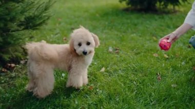 Küçük, tüylü bir köpek, bir insanın açık havada tuttuğu kırmızı oyuncak topa bakar. Köpek, her zaman yeşil olan ağacın önündeki çimlerin üzerinde duruyor. Yavaş çekim.