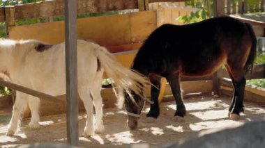 İki sevimli midilli, biri koyu kahverengi, biri açık bej, hayvanat bahçesindeki ahırlarında yemeğin tadını çıkarıyorlar. Güneş ışığı ahşap kirişlerin arasından süzülüp sıcak ve davetkar bir atmosfer yaratır..