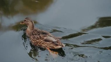 Dişi bir yaban ördeği sakin suda huzur içinde yüzer. Ördekler kahverengi ve beyaz tüyler su yüzeyiyle tezat oluştururlar. Dalgalanmalar ve yansımalar hayvanat bahçesi sahnesine sükunet katıyor..