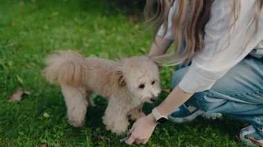 Genç bir kadın, parkta tüylü köpeğine nazikçe bir tasma takıyor. Köpek, sahibinin tasmayı bağlamasını sabırla bekler. Parkta yürüyüş için hazırlar..