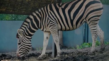 Siyah beyaz çizgili bir zebra hayvanat bahçesinde saman yiyor. Zebra toprak ve samanların üzerinde duruyor ve sağlıklı ve hoşnut görünüyor. Görüntüler huzuru çağrıştırıyor.