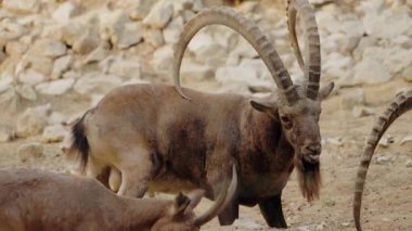 Markhor, diğer adıyla vida boynuzlu keçi, yaşayan büyük bir vahşi keçi türüdür. Görkemli Markhor. Hayvanat bahçesindeki vida boynuzlu keçi ailesine yakın çekim