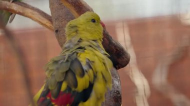 Bir muhafaza dalına tünemiş bir Vekil Papağan. Bu renkli kuşun sarı bir kafası, kanatlarının altında kırmızı ve pembe bir gagası olan yeşil ve sarı bir gövdesi vardır. Etrafına bakar, kanatlarını açar.,