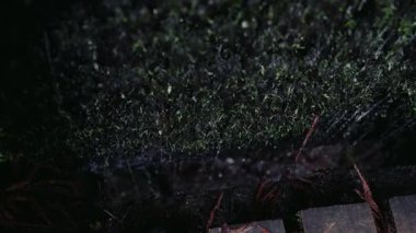 Huysuz, karanlık orman sahnesinde yeşil yosun ve dağınık dallarla kaplı ağaç kabuğu doğal vahşi doğanın ve nemli, yemyeşil manzaranın özünü yakalıyor..