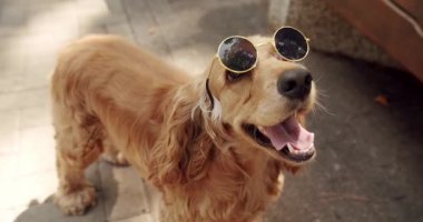 Güzel köpek güneşsiz güzel poz verir. Mutlu Köpek yaz zamanı, hafta sonu pikniği. İngiliz cocker spaniel dışarıda dinleniyor. Güzel kahverengi saçlı bir köpek sokakta oturuyor..