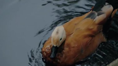 Ruddy Shelduck karanlık suda yüzüyor. Krema kafalı, koyu gagalı, kahverengi turuncu tüylü bir ördeğin yakın plan fotoğrafı. Sonbahar yapraklarıyla birlikte karanlık sularda dalgalanmalar. Vahşi bir ördeğin doğa görüntüleri..