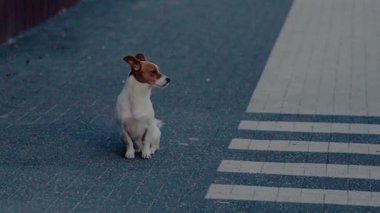 Küçük bir köpek, boş bir şehir sokağında yaya geçidinin yanında yalnız başına oturuyor, üzgün görünüyor ve bekliyor. Yalnız köpek şehir caddesinde yaya geçidinde bekliyor.