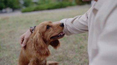 Genç bir adam sevimli altın Cocker Spaniel köpeğini parkta nazikçe okşuyor. Birlikte sevgi dolu bir anı paylaşıyorlar, güçlü bir dostluk ve güven bağı kuruyorlar. Köpek ilgiyi sever..