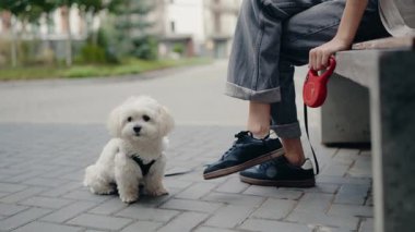 Küçük beyaz bir köpek bir park bankında sahibinin yanında sabırla oturur. Köpek tasma takıyor ve sahibine bakıyor, bir sonraki hamlelerini bekliyor. Yürüyüşleri sırasında güneşli bir günde mola verirler..