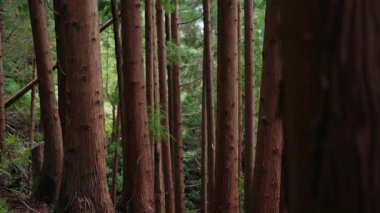 Portekiz 'de uzun ağaçlarla dolu sık bir ormanın huzurlu manzarası doğanın ve huzurun güzelliğini gözler önüne seriyor..
