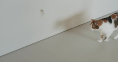 Meraklı bir yavru kedi beyaz bir duvar boyunca yürür, kedi büyüklüğünde bir deliği araştırır. Kedi deliğin etrafını kokluyor, kuyruğu seğiriyor..