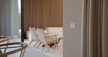 Calico kedisi, hafif ahşap ve nötr renklerle modern, minimalist bir evde yürüyor. Kedi uzayı keşfeder, dingin ortama biraz hayat katar..