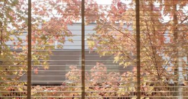 Pencere perdelerinden sonbahar yaprakları görünüyor. Güneş ışığı sıcak ve davetkar bir atmosfer yaratır. Sonbahar, doğa, ev dekorasyonu ve rahatlama ile ilgili projeler için mükemmel..