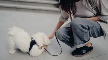 Genç bir kadın peluş bir oyuncak kullanarak küçük beyaz köpeğiyle oynuyor. Köpek mutlu bir şekilde oyuncağı kovalıyor. Bu eğlenceli etkileşim, evcil hayvan sahipliğinin ve insanlar ile hayvanlar arasındaki bağın neşesini yakalar..