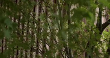 Yeşil yapraklar, açık kahverengi dikey ahşap kirişlere karşı nazikçe sallanırlar. Doğal ışık yaprakların arasından süzülür, dingin ortam, huzur ve uyum hissi uyandırır..