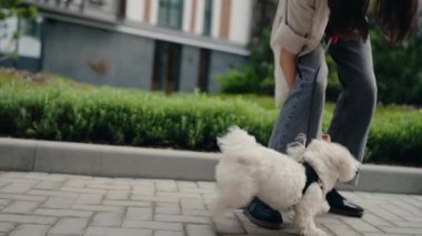 Bir kadın, modern bir konut binasının önündeki yeşil çalılarla kaplı asfalt kaldırımda küçük, tüylü beyaz köpeğiyle oynuyor. Evcil hayvanını zıplaması ve oynaması için teşvik eder..