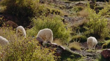 Fas 'taki Hillside' da koyun sürüsü otluyor. Huzurlu bir Fas manzarasında koyun yiyişinin manzarası. Bu video doğanın güzelliğini yansıtıyor..
