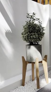 Bir saksı bitkisi beyaz bir duvara karşı ahşap bir stantta oturur. Güneş ışığı içeri akar ve gölgeler yaratır. Beyaz çakıl taşları standın etrafını sararak minimalist estetiğe katkı sağlıyor. Ev dekorasyonu, bahçe işleri.