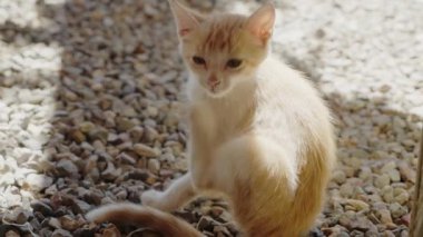 Küçük bir kızıl ve beyaz kedi yavrusu güneşli bir günde çakıllı bir yolda oturur, kaşınır ve etrafına bakar. Yavru kedi pofuduk ve neşeli, güneşin sıcaklığının tadını çıkarıyor..