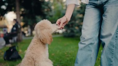 Bir kadın sevimli tüylü köpeğini parkta besler. Aralarında özel bir sevgi ve güven bağı var. Huzur parkı ayarı huzur ve neşe hissi uyandıran iç açıcı sahneyi daha da güzelleştiriyor..
