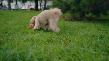 Parkta elinde oyuncakla yeşil çimlerin üzerinde küçük, tüylü bir köpek yürüyor. Sevimli kaniş köpek yavrusu yürüyüşe çıkıyor. Köpek doğayı keşfeder ve parkta oynar. Safkan köpek dışarıda bir günün tadını çıkarıyor..