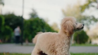 Şirin pofuduk oyuncak kaniş parkta oynuyor, açık havada güneşli bir günün tadını çıkarıyor. Şirin yavru, sahibine sevgi ve şefkat göstererek bakıyor. Hayvan, yaşam tarzı ve aile temalı projeler için mükemmel..