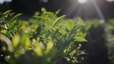 Canlı yeşil çay yapraklarının üzerindeki çiğ tanesinin yakın görüntüsü, güneş ışığı, sakin ve doğal bir ortamda yaprakların arasından süzülüyor. Taze Yeşil Çay Yaprakları Arasında Güneş Işığı Filtresi